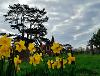 daffodils